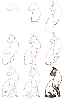 Как легко нарисовать красивую кошку простым карандашом поэтапно для  начинающих: фото и картинки красиво нарисованных кошек кар… | Рисовать  животных, Кошки, Рисовать