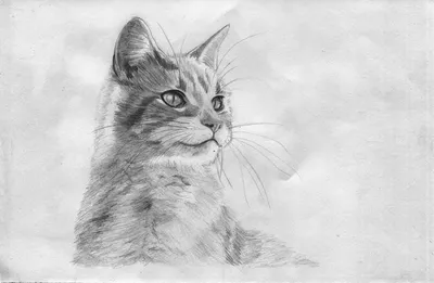 Рисунки животных которые рисуются легко (49 фото) » рисунки для срисовки на  Газ-квас.ком