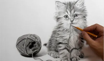 Как нарисовать енота карандашом поэтапно? | Рисунки животных, Милые  рисунки, Эскизы животных
