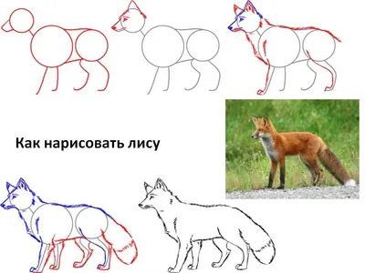 Как нарисовать птичку Кукси из Тайная жизнь домашних животных поэтапно