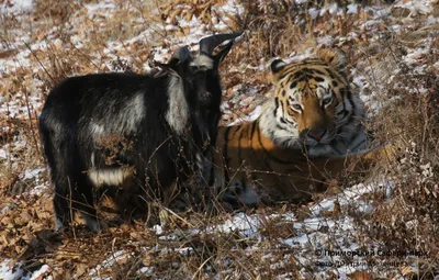 Защита и помощь: спасение редких видов животных России | Национальные  проекты России