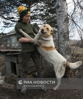 Сафари-парк: В гости к животным Приморского края во Владивостоке - цена  8000 ₽