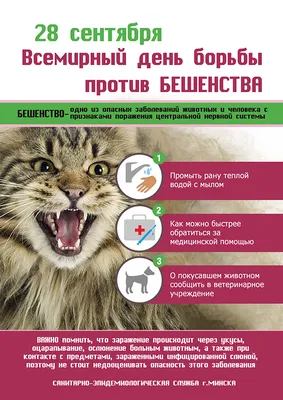 Crazy House Diary | Смоленск - спасение животных | ВКонтакте
