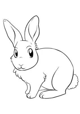 Кролик Снежный Заяц Животное Дикая - Бесплатное фото на Pixabay - Pixabay