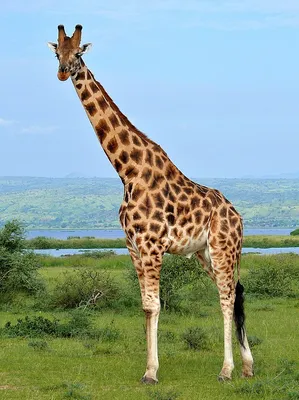 Картинки животных жираф фотографии