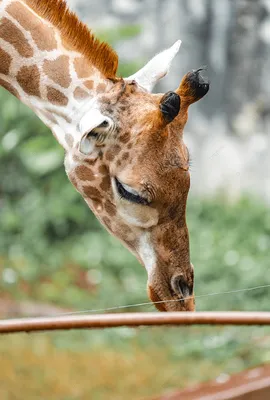 Жираф Фото Животных Природе Фауна Дикой Природы стоковое фото  ©PantherMediaSeller 334922464