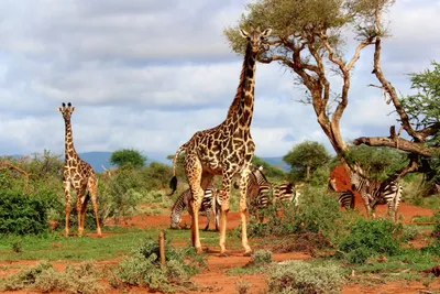 Принт Изобразительного Искусства Фото Жираф 3 - животных - Фото - Safara  животных, Жираф (AC6MZW) | ArtsDot.com