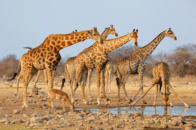 Зрелый Жираф Африканского Животного С Длинной Шеей Мультфильм Животных  Дизайн Плоский Вектор Иллюстрации Изолированы На Белом Фоне — стоковая  векторная графика и другие изображения на тему Африка - iStock