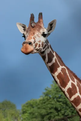 Симпатичный мультяшный жираф | Премиум векторы | Рисунки животных, Жираф,  Эскизы животных