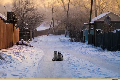 Фото: Зима в деревне. Татьяна. Пейзаж. Фотосайт Расфокус.ру