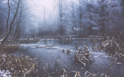 одинокое дерево снежный пейзаж, зима, одиночество, спокойствие фон картинки  и Фото для бесплатной загрузки