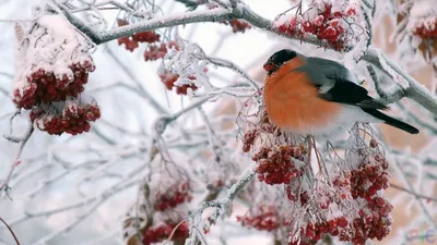 Зима, рябина, снегири. :: Михаил Столяров – Социальная сеть ФотоКто