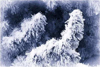 Снегири на рябине зимой - красивые фото