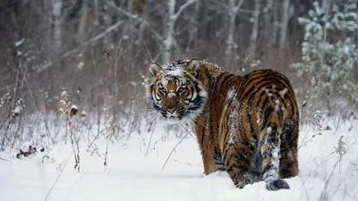 Аэрография зима белый тигр» — создано в Шедевруме