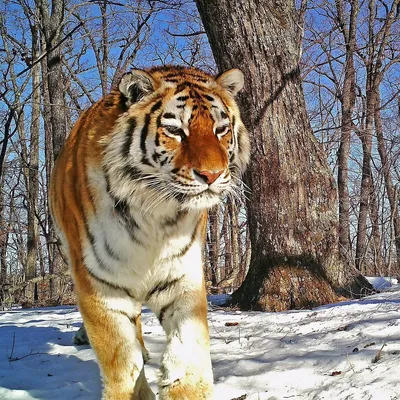 Тигр в одичалой природе зимы Тигр Амура бежать в снеге Сцена живой природы  действия с животным опасности Холодная зима в Tajga, R Стоковое Фото -  изображение насчитывающей суммированного, сторона: 107362690
