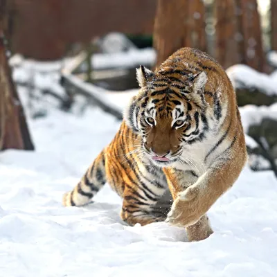 Тигр зимой - красивые фото
