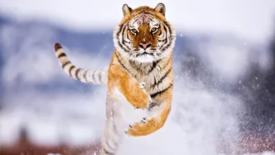 большой белый тигр зимой иллюстрация штока. иллюстрации насчитывающей  млекопитающее - 276024757