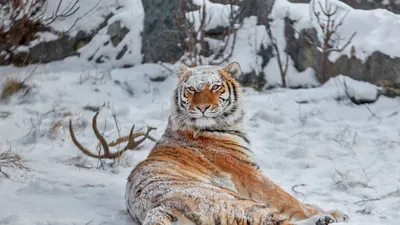Зима тигра стоковое изображение. изображение насчитывающей льдед - 27744075