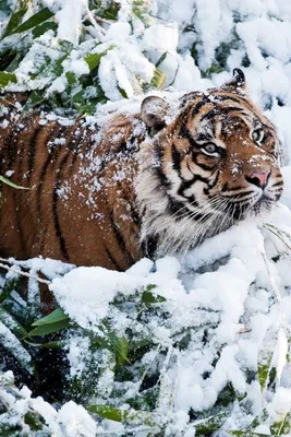 Скачать обои тигр, морда, снег, зима, лапа разрешение 1600x1200 #38132