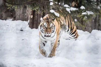 Бенгальский тигр в японии зимой | Премиум Фото