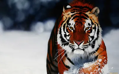 Скачать обои зима, снег, дикая кошка, тигрица, красава, раздел кошки в  разрешении 1920x1080 | Сибирский тигр, Хищник, Кошки