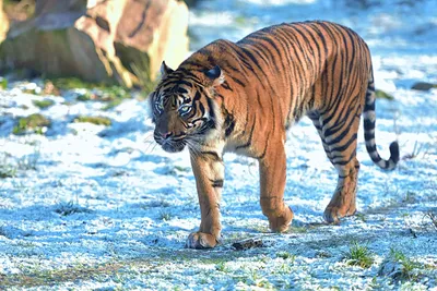 Тигр в зоопарке, лежа на снегу в зимний день | Премиум Фото