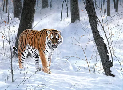Скачать обои тигр, снег, лес, зима, животные разрешение 480x272 #161260