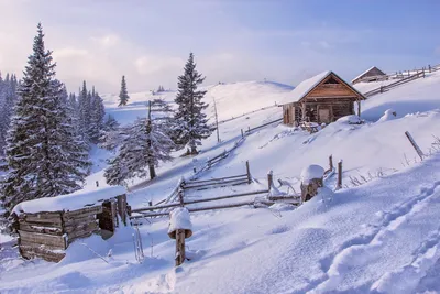 Фото Карпаты Украина ели гора Зима Природа снега Дома