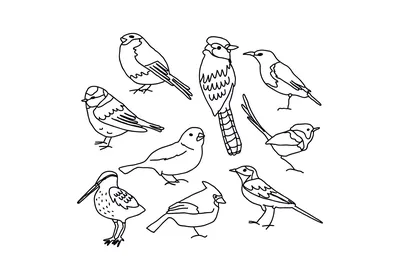Раскраска зимующие птицы | Детские раскраски, распечатать, скачать