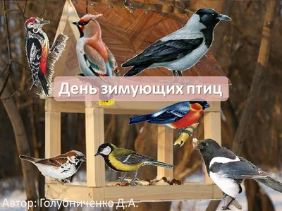 Зимующие птицы Ярославской области» 2021, Борисоглебский район — дата и  место проведения, программа мероприятия.