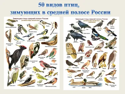 День зимующих птиц в России | 15.01.2021 | Красноуфимск - БезФормата