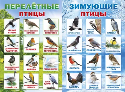 городские птицы | Wild Nature Photo