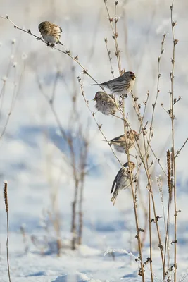 15 января – День зимующих птиц России — Заповедник Черные земли —  Официальный сайт