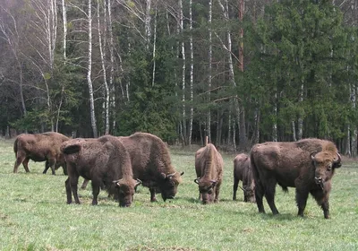 Два зубра-подростка едят из кормушки в лесу. Зубр (Bison bonasus) в  Приокско-Террасном заповеднике Stock-Foto | Adobe Stock