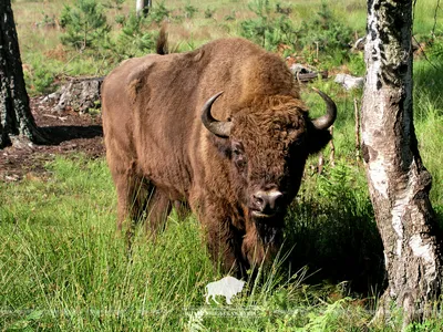 В Кобрине установили новый арт-объект в виде зубра. 10 интересных фактов о  диком быке