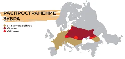 Минприроды утвердило новую Стратегию по сохранения зубра в России | ИПЭЭ РАН