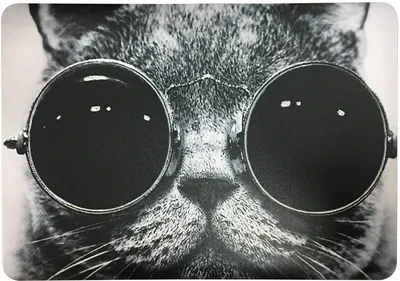 Кот в очках обои - 54 фото