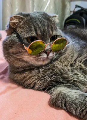 Кот в солнцезащитных очках» — создано в Шедевруме