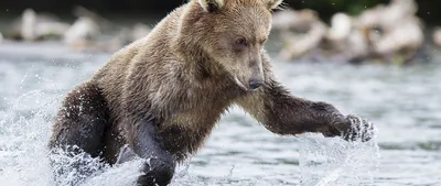 Медведь борец - 58 фото