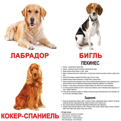 Каталог пород собак с картинками фотографии