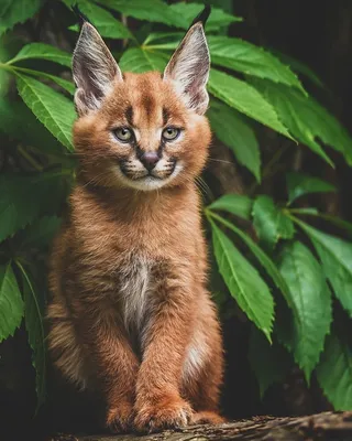 Самые редкие дикие кошки в мире: фото