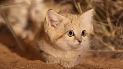 10 диких кошек, которых вы не знали» — создано в Шедевруме
