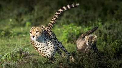 Leopardus braccatus — Википедия