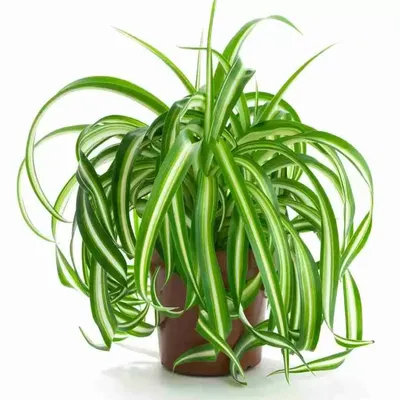 Хлорофитум хохлатый (Chlorophytum comosum)