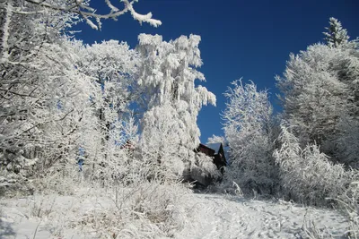 Холодная зима в красивом лесе снега Стоковое Фото - изображение  насчитывающей сезон, небо: 82889318