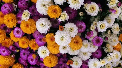 Обои на рабочий стол: Хризантемы, Яркие, Разные, Цветы, Сад - скачать  картинку на ПК бесплатно № 56727