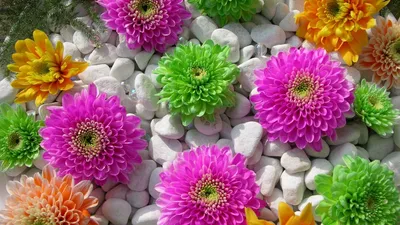 Обои хризантемы, цветы, камни, композиция, красота картинки на рабочий стол,  фото скачать бесплатно