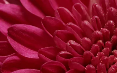 Красивые хризантемы - 82 фото
