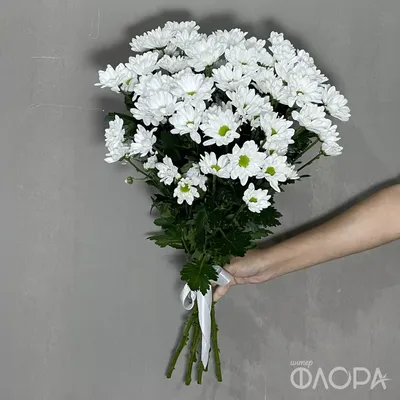 Купить хризантемы Анастасия крем в Минске с доставкой из цветочного магазина