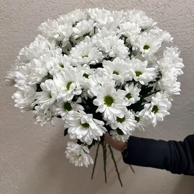 Белые хризантемы ромашки от Интер-Флора | Доставка и заказ цветов в  Железногорске Курской области